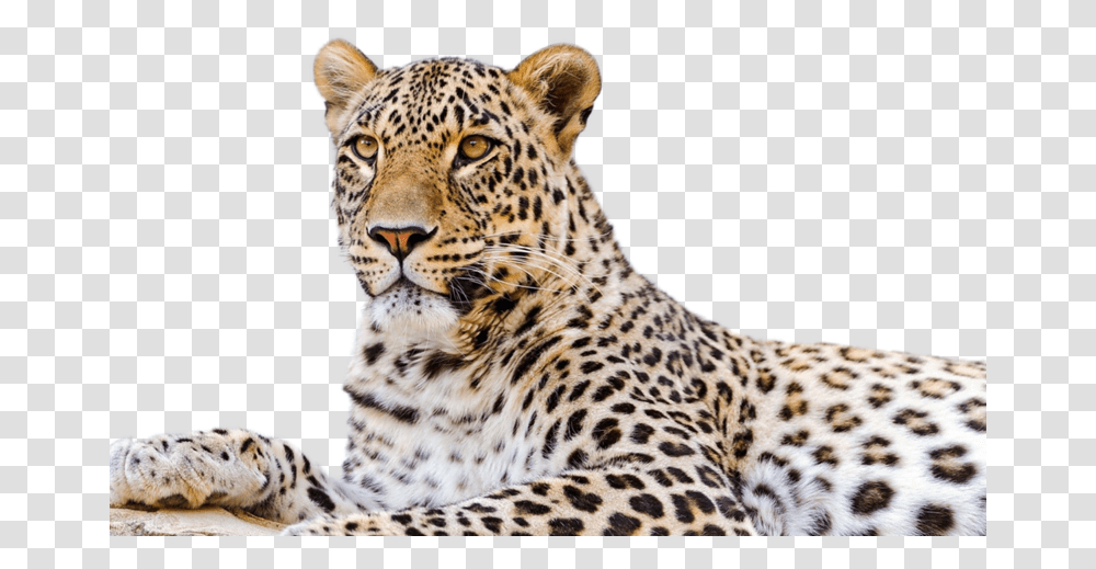 Persian Leopard Snow Leopard Desktop Wallpaper Felidae Amur Leopard Background, Panther, Wildlife, Mammal, Animal Transparent Png