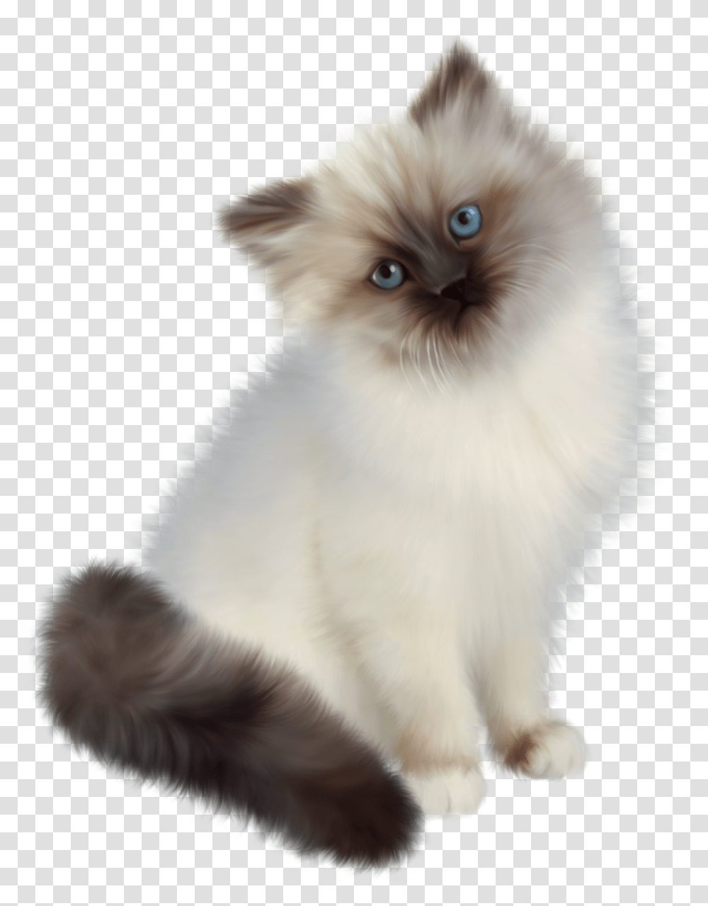 Persian Ragdoll Siamese Cat, Angora, Pet, Mammal, Animal Transparent Png