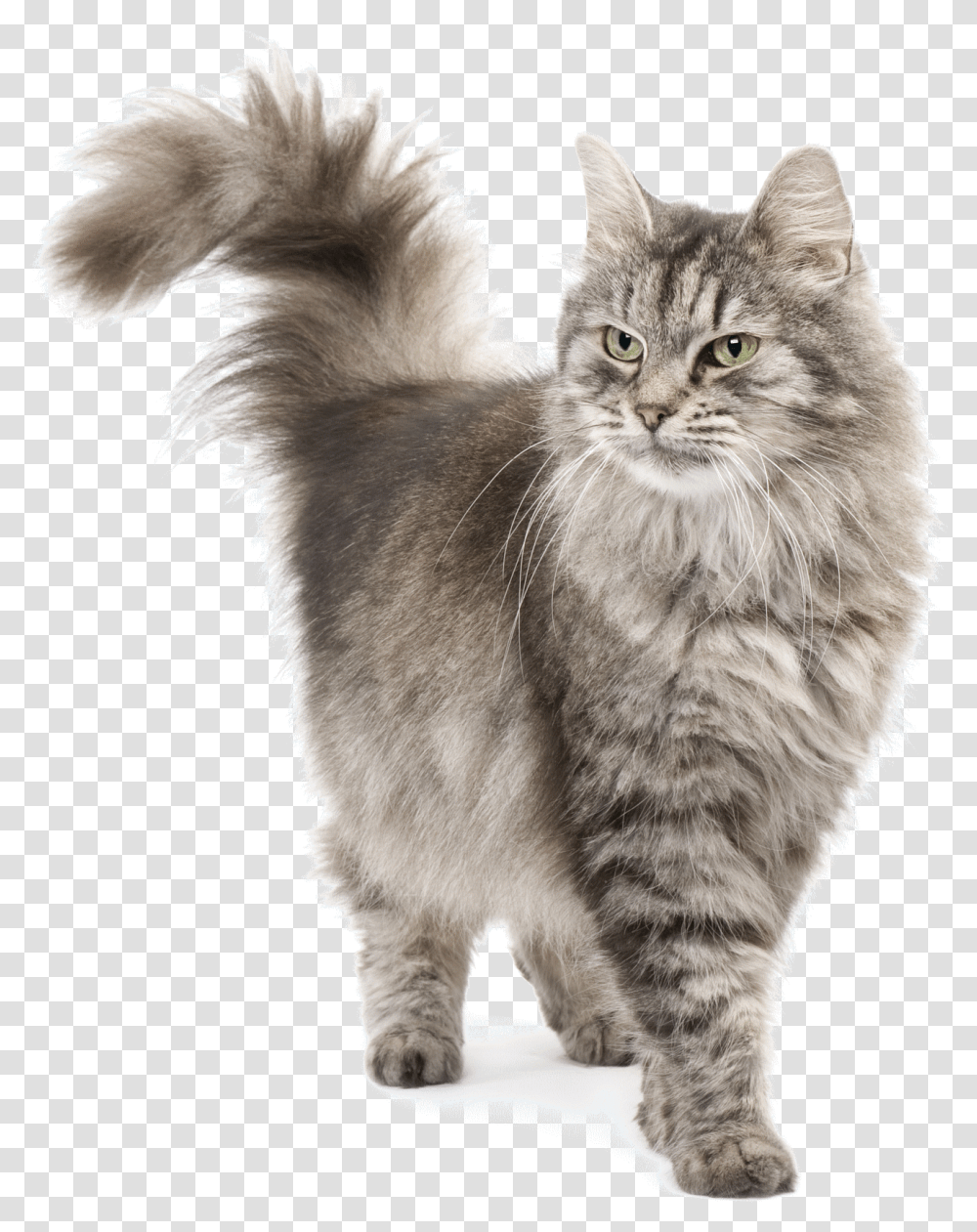 Persian Siberian Cat, Angora, Pet, Mammal, Animal Transparent Png