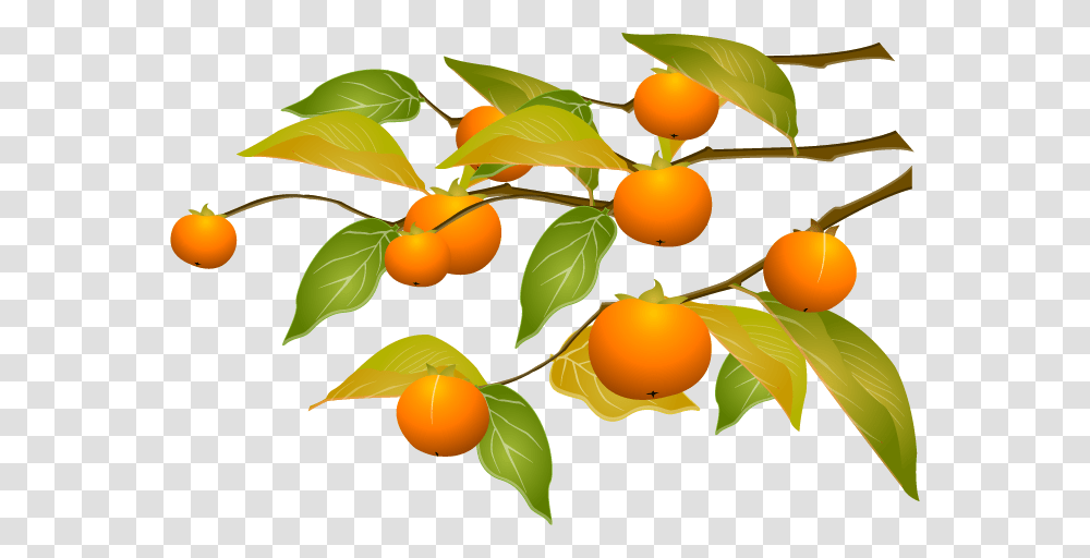 Persimmon Cartoon Orange Tree, Plant, Fruit, Food, Produce Transparent Png