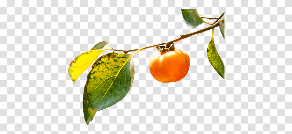 Persimmon Orange Branch, Plant, Produce, Food, Fruit Transparent Png