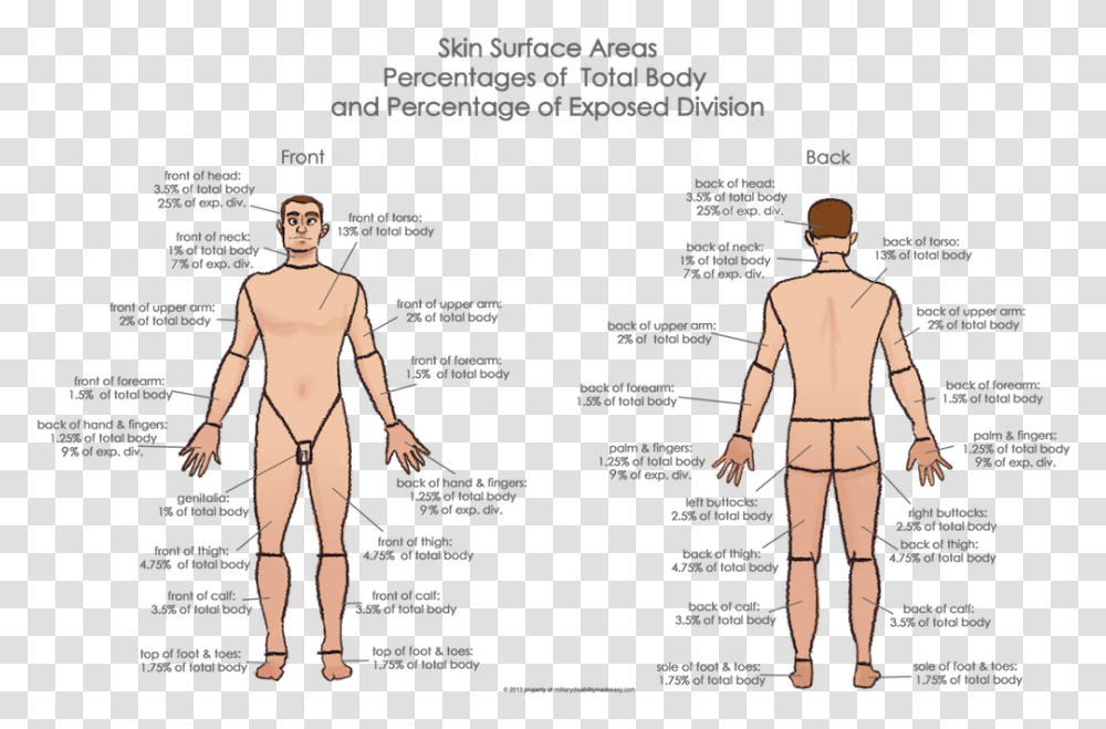 Person Standing Back, Human, Plot, Diagram, Torso Transparent Png