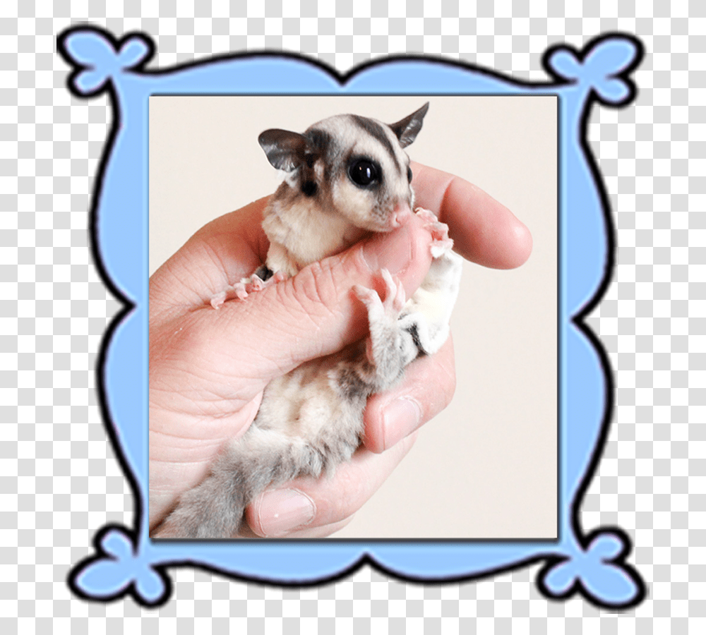 Personalized Glidersafe Delivery Adoption Package Possum, Mammal, Animal, Wildlife, Human Transparent Png