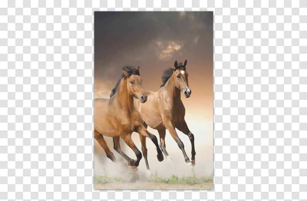 Personlized Animal Series Design Wild Horse Runnin Apple Ipad Ipad Cases With Horses, Mammal, Colt Horse, Herd, Stallion Transparent Png