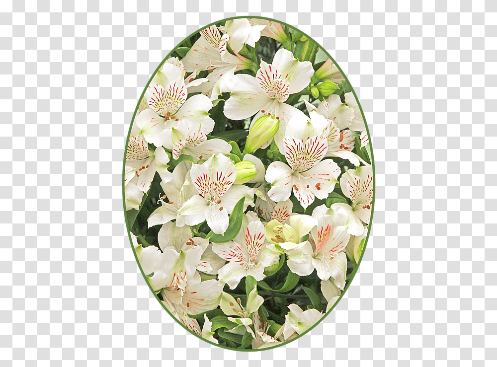 Peruvian Lily, Dish, Meal, Food, Plant Transparent Png