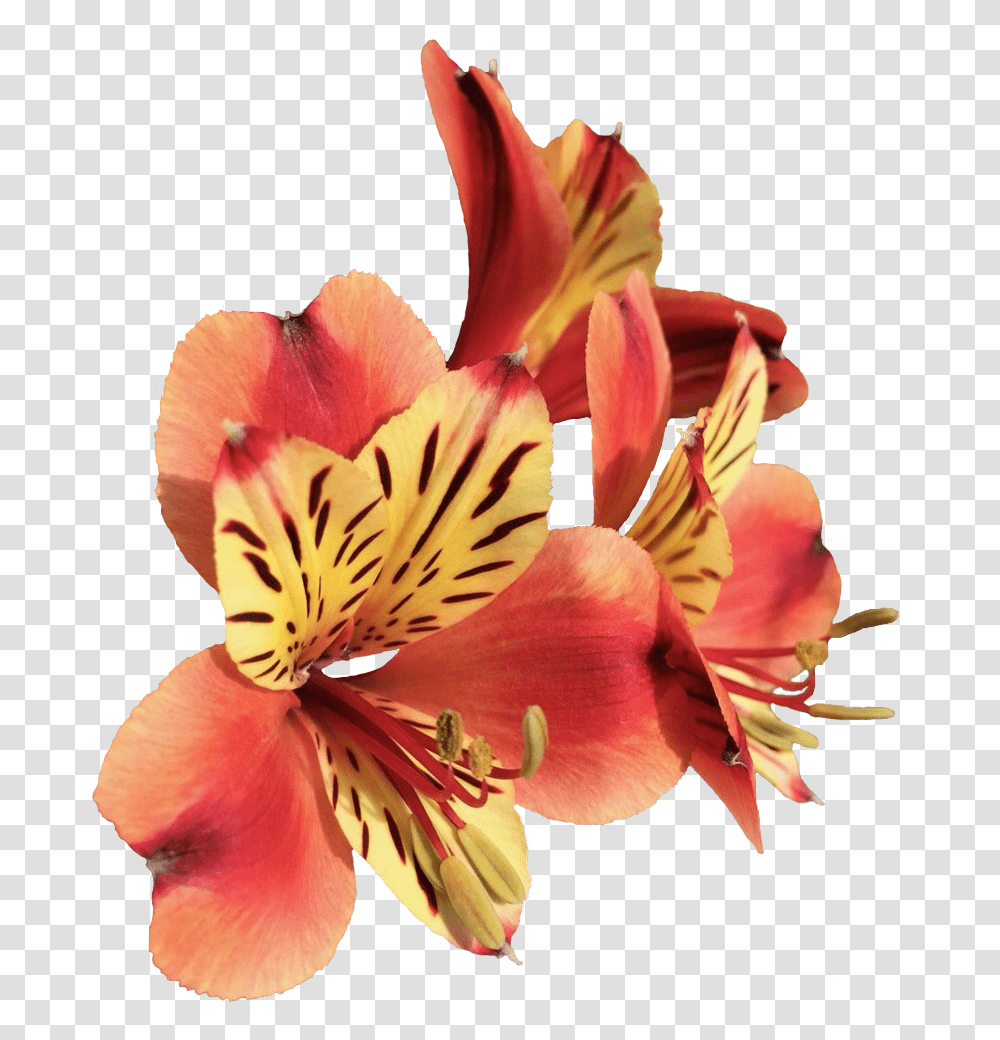 Peruvian Lily, Plant, Flower, Blossom, Amaryllis Transparent Png
