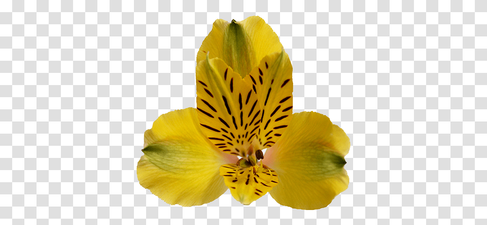 Peruvian Lily, Plant, Flower, Blossom, Petal Transparent Png