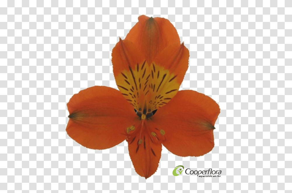 Peruvian Lily, Plant, Geranium, Flower, Blossom Transparent Png