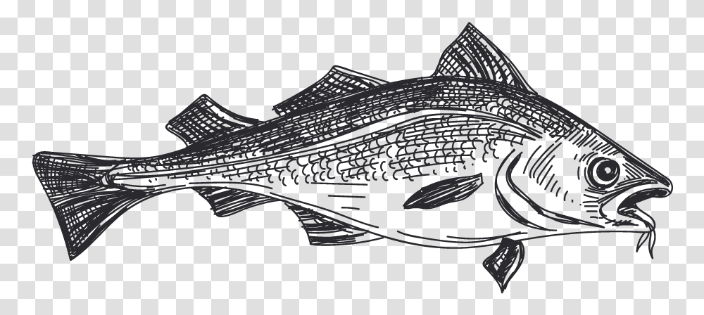 Pescado Blanco Striper Bass Pescado Blanco Y Negro, Animal, Fish, Cod, Sea Life Transparent Png