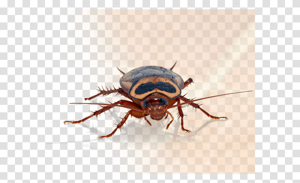 Pest Big Are Roaches In Texas, Insect, Invertebrate, Animal, Cockroach Transparent Png