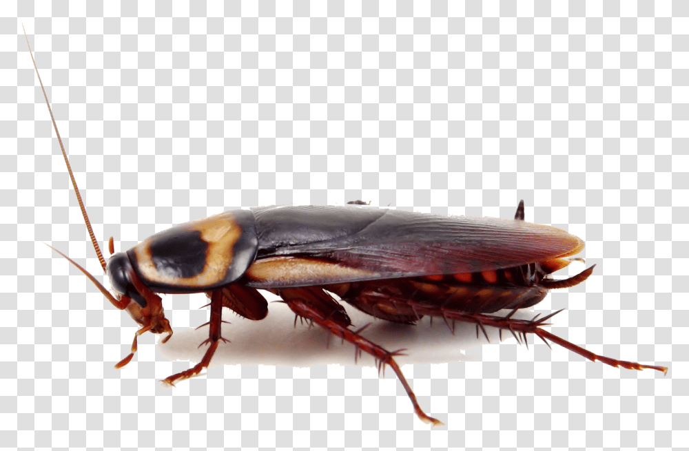 Pest City Roach, Insect, Invertebrate, Animal, Cockroach Transparent Png