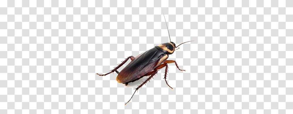 Pest Control Costa Blanca Spain Does A Cockroach Look Like, Insect, Invertebrate, Animal Transparent Png