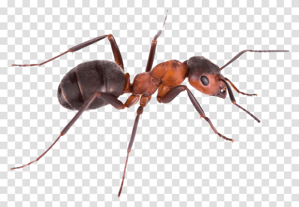 Pest Control Green Tree Ant Argentine Ant Background, Insect, Invertebrate, Animal, Spider Transparent Png