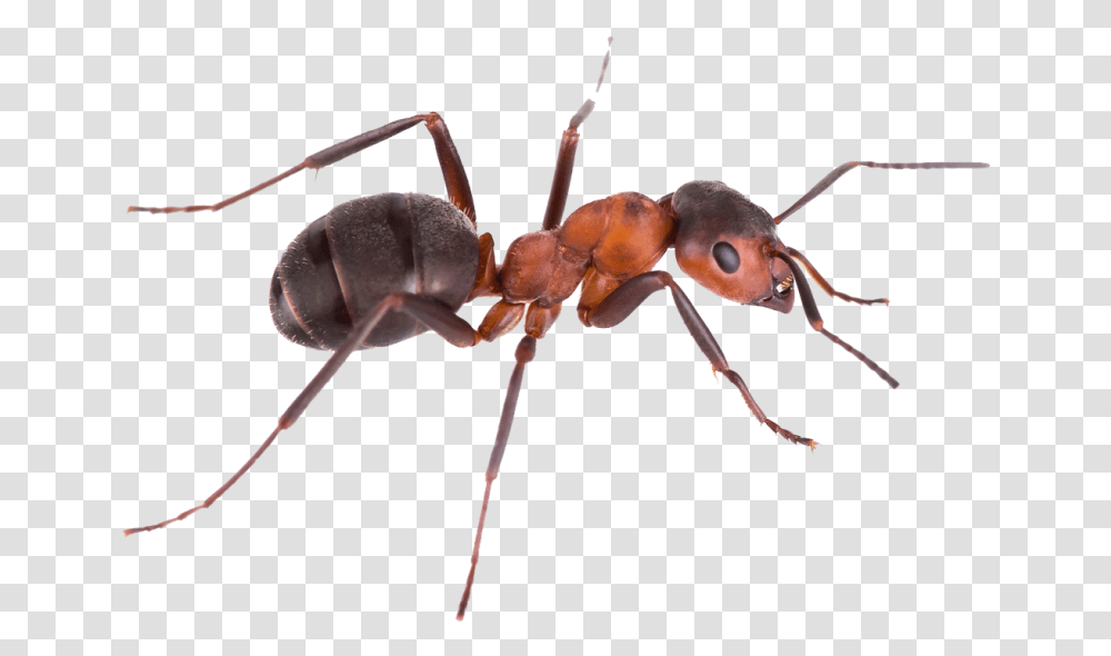 Pest Control Green Tree Ant Argentine Ant Banded Sugar Background Ant, Insect, Invertebrate, Animal, Spider Transparent Png