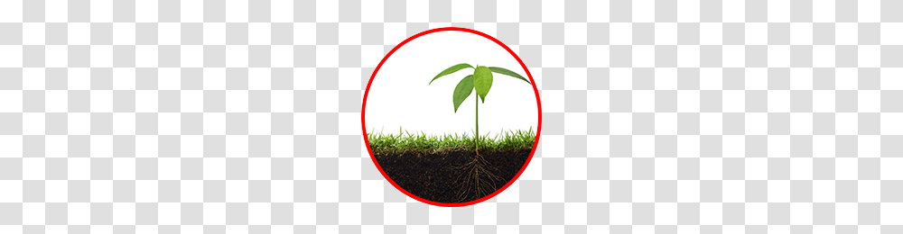 Pest Control Horticultural Service Agriserve Ontario, Plant, Sprout, Bud, Flower Transparent Png