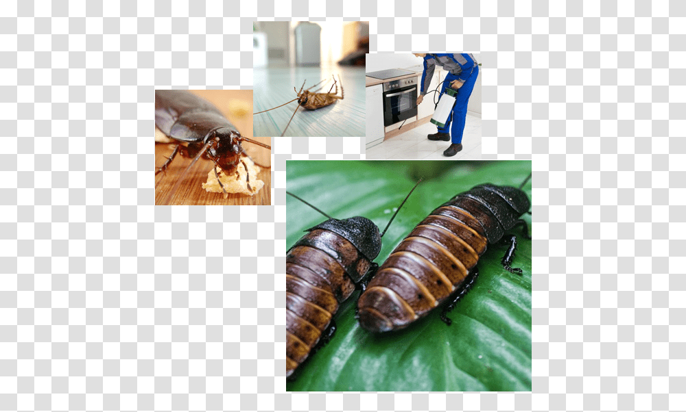 Pest Control Services Cockroach Food In China, Insect, Invertebrate, Animal, Person Transparent Png