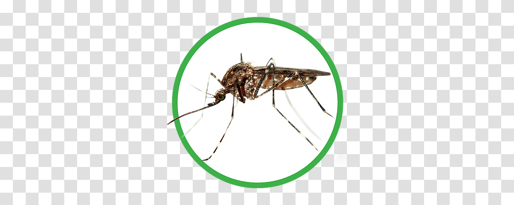 Pest Control Services Mosquitoes, Insect, Invertebrate, Animal, Spider Transparent Png