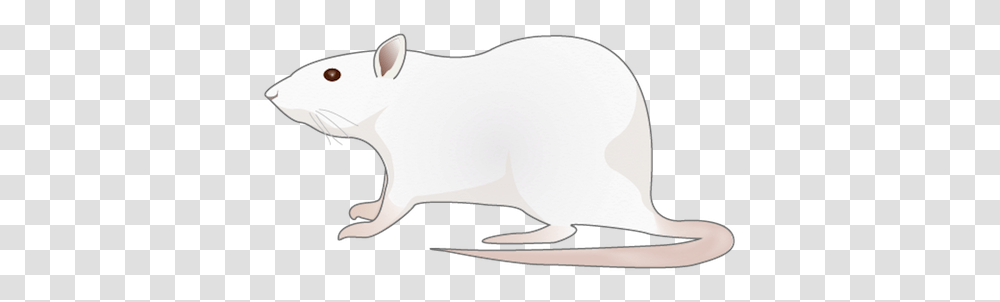 Pest Images Rat, Sunglasses, Mammal, Animal, Appliance Transparent Png