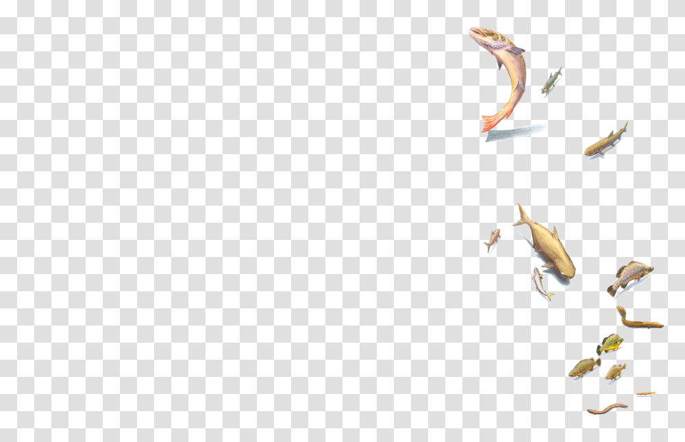 Pest, Insect, Animal, Acrobatic, Leisure Activities Transparent Png