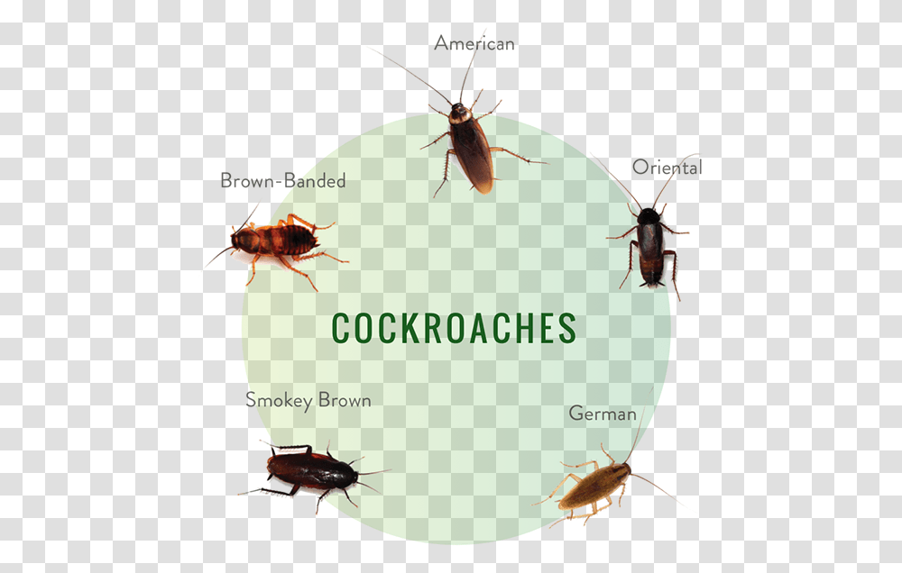 Pest Library, Insect, Invertebrate, Animal, Cockroach Transparent Png