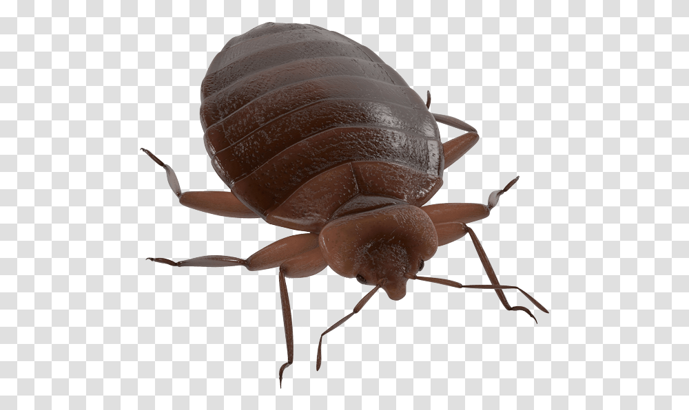 Pest Management Services Bed Bug In Merced Ca Weevil, Invertebrate, Animal, Insect, Fungus Transparent Png