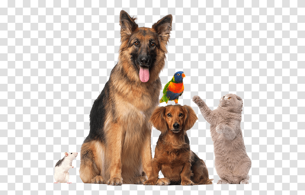 Pet 3 Image Pet, Dog, Canine, Animal, Mammal Transparent Png