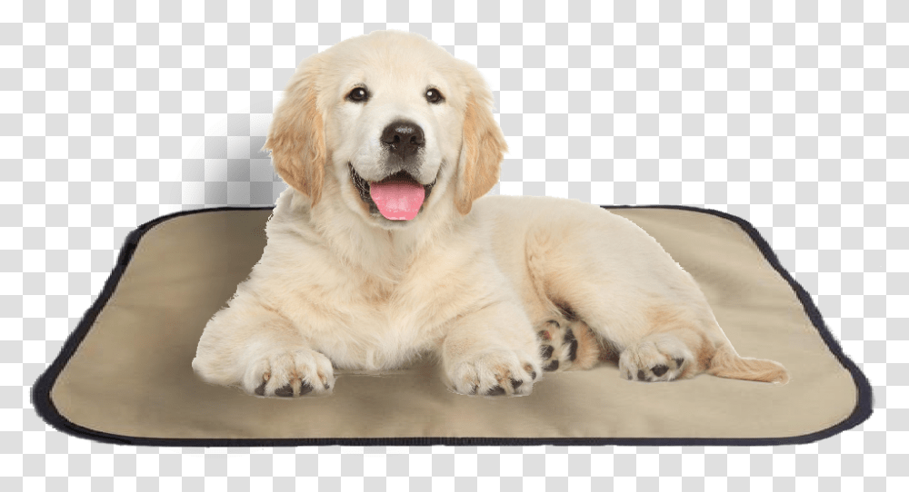Pet Bed Clipart Golden Retriever Puppy, Dog, Canine, Animal, Mammal Transparent Png