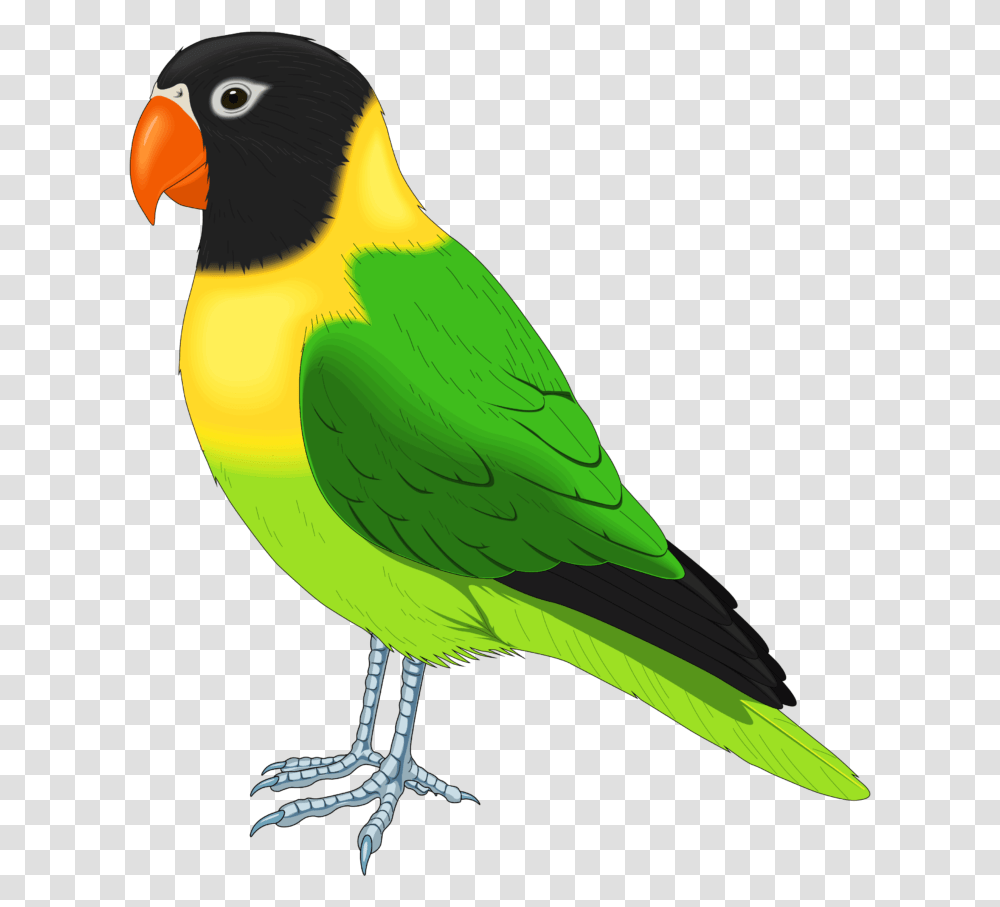 Pet Bird Clipart, Animal, Beak, Parakeet, Parrot Transparent Png