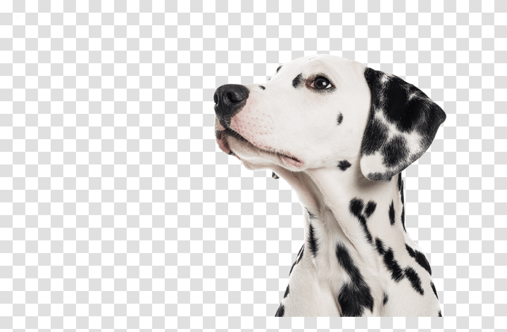 Pet Boarding Dog Training Dalmatian Merton Dalmatian, Canine, Animal, Mammal Transparent Png