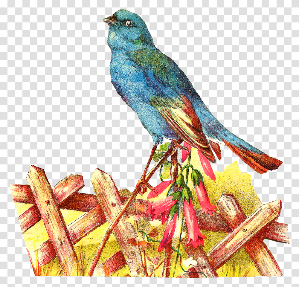 Pet Clipart Blue Bird Free For Bird In Garden Clipart, Animal, Jay, Bluebird, Blue Jay Transparent Png