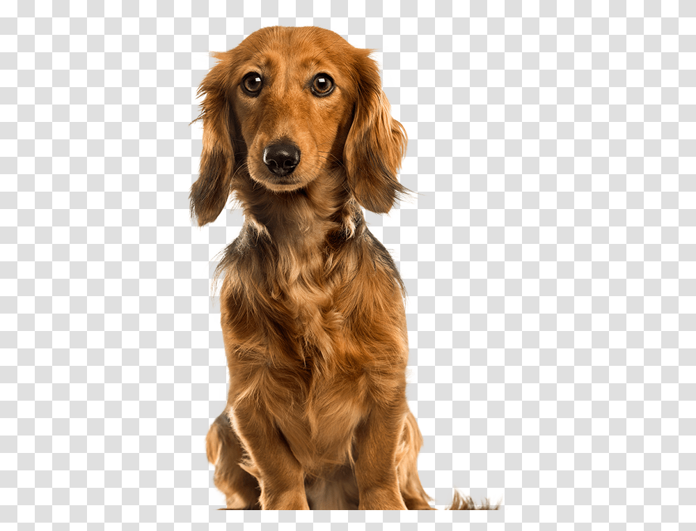 Pet Clipart Brown Dog Cute Dogs, Canine, Animal, Mammal, Golden Retriever Transparent Png