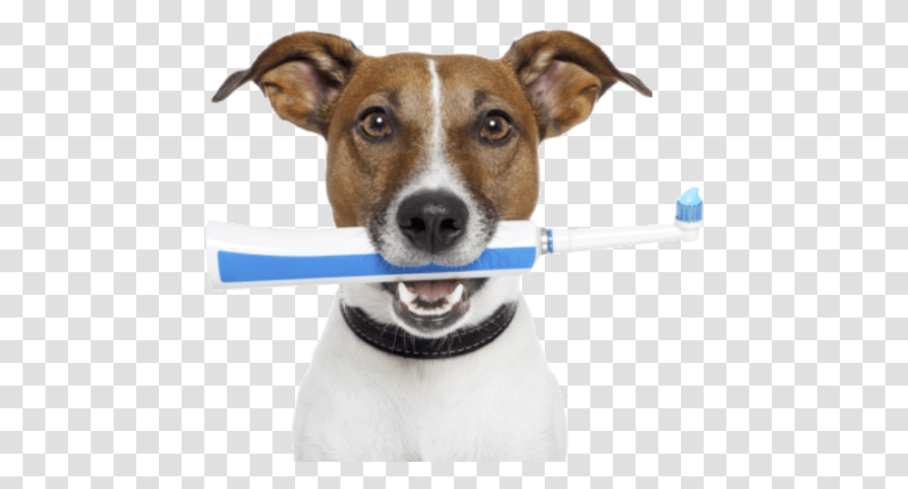 Pet Dentistry, Strap, Leash, Dog, Canine Transparent Png