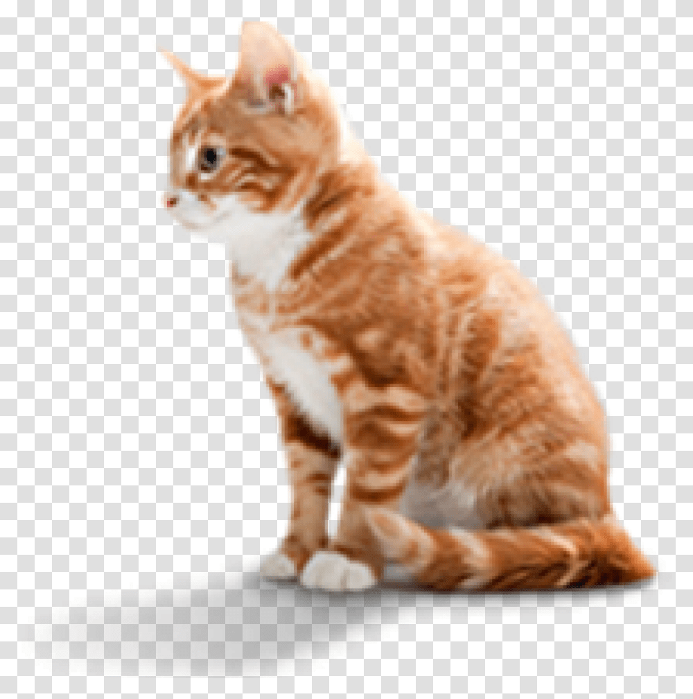 Pet Food Cat And Dog, Manx, Mammal, Animal, Panther Transparent Png