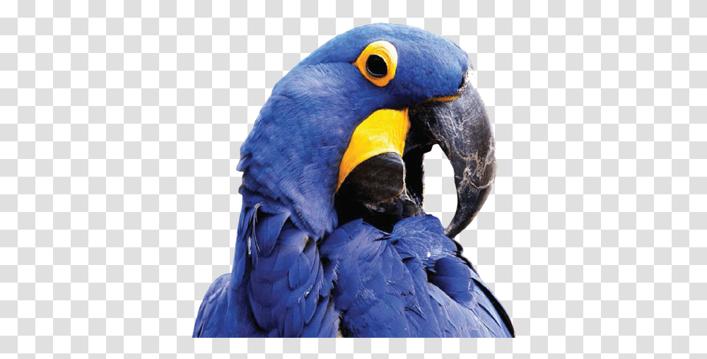 Pet Food Products Supplies Hyacinth Macaw, Bird, Animal, Parrot, Beak Transparent Png