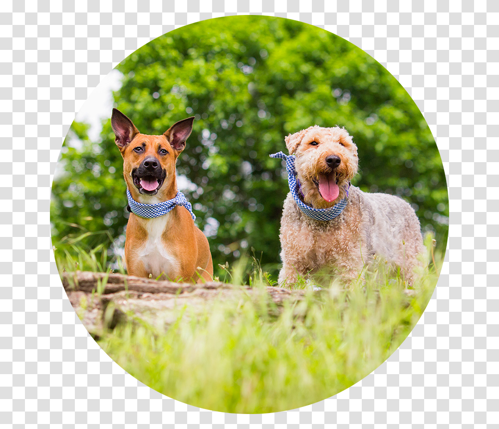 Pet Imagery By Lauren Kaplan Airedale Terrier, Dog, Canine, Animal, Mammal Transparent Png