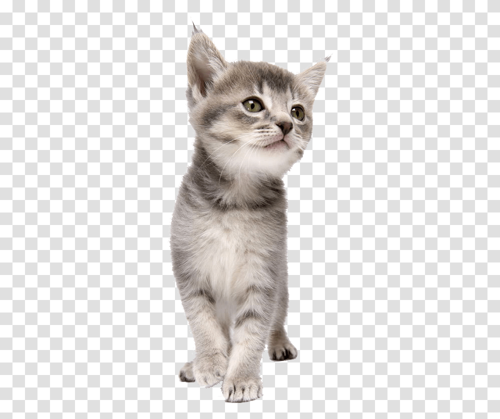 Pet Kitten Coreldraw Dog Cat Download Free Clipart Kitten, Mammal, Animal, Abyssinian, Siamese Transparent Png