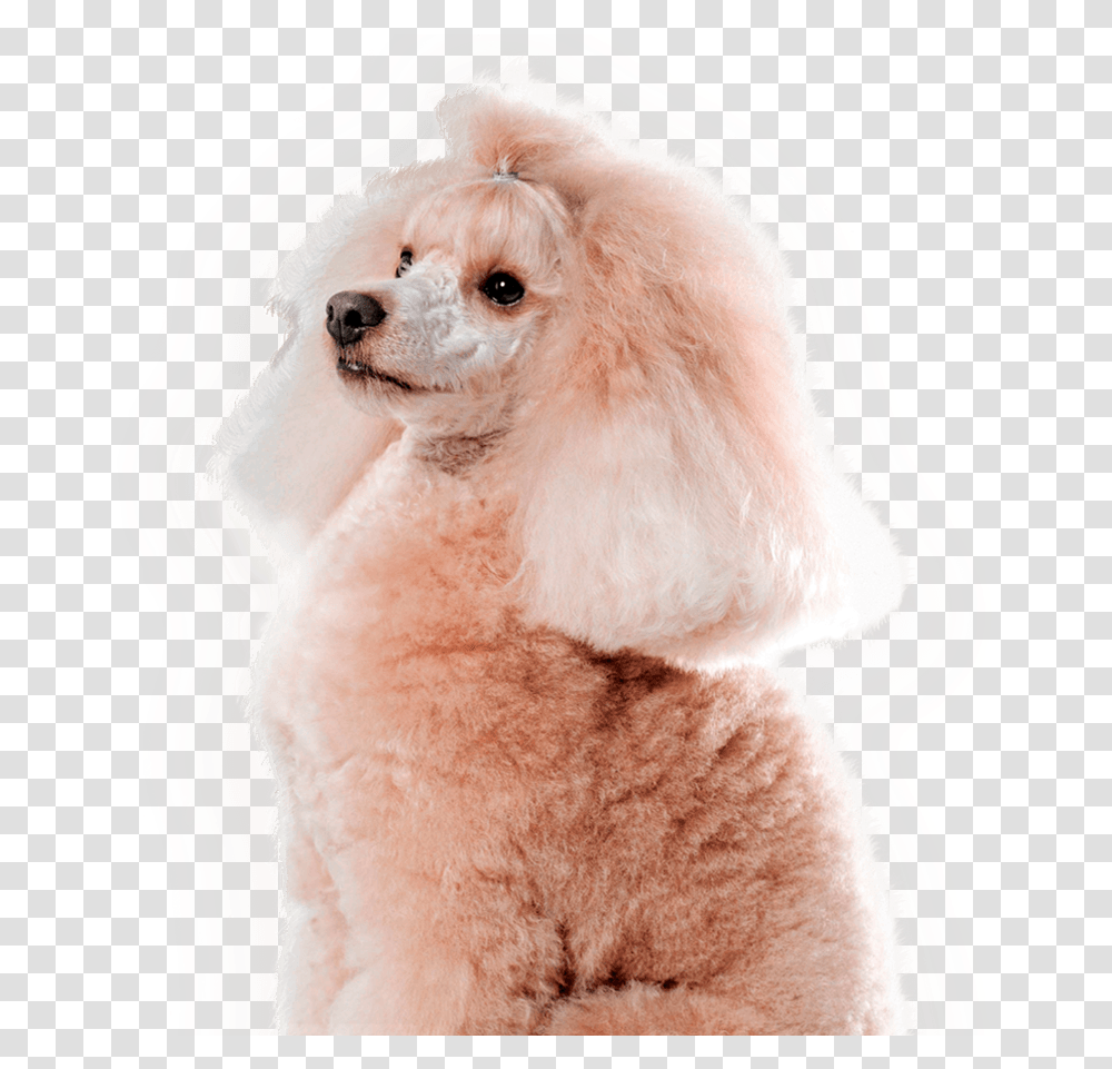 Pet Secret Standard Poodle, Canine, Mammal, Animal, Dog Transparent Png