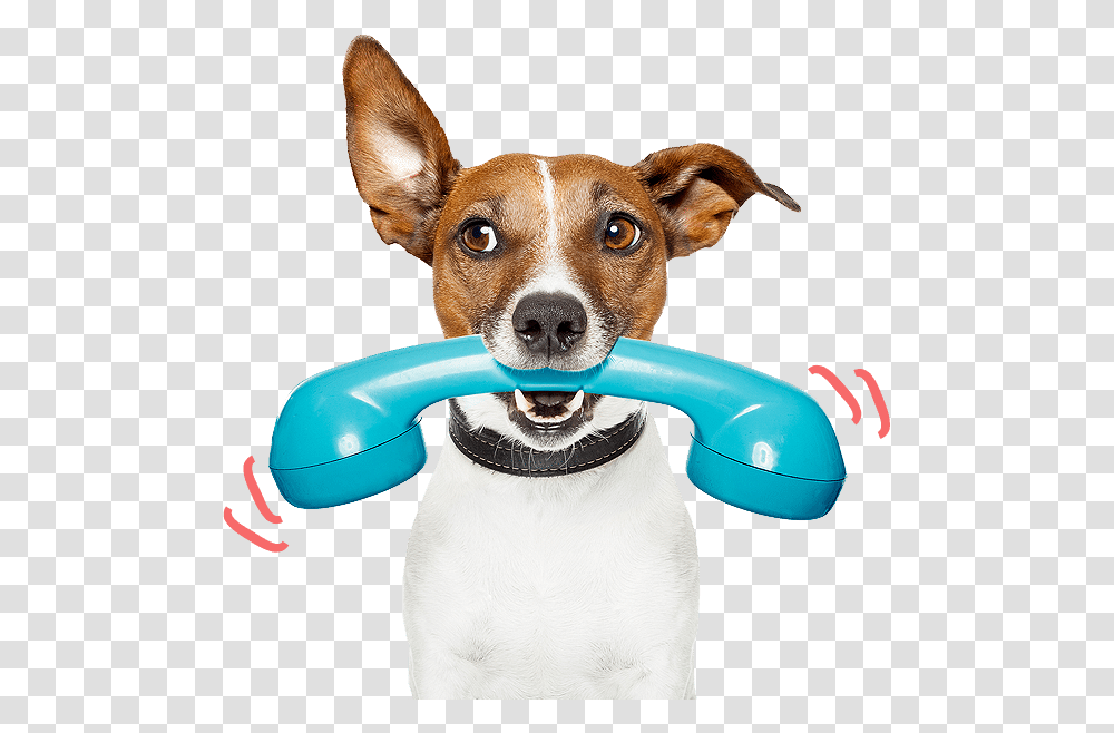 Pet Services Pet Care And Pet Sitting, Animal, Mammal, Dog, Canine Transparent Png