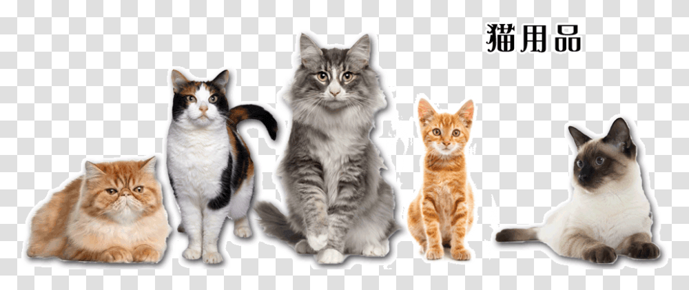 Pet Shop, Cat, Mammal, Animal, Manx Transparent Png