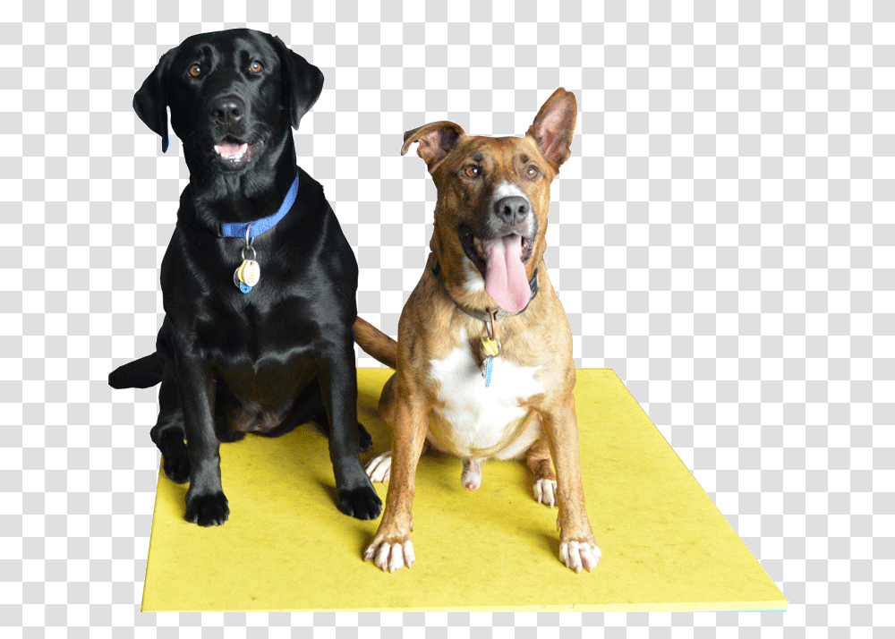 Pet Sitting, Dog, Canine, Animal, Mammal Transparent Png
