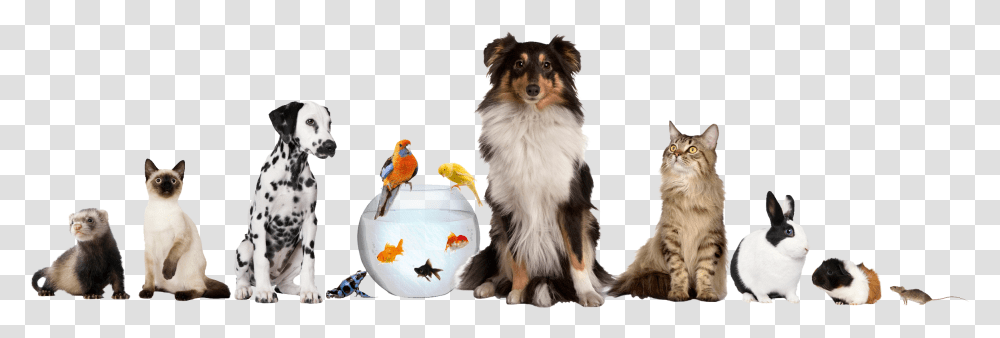 Pet Sitting Dog Daycare Cat Different Pets, Animal, Mammal, Canine, Bird Transparent Png