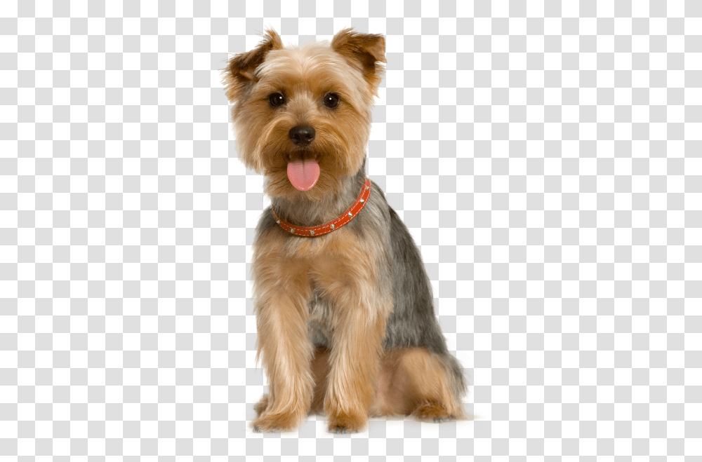 Pet Sitting Dog Grooming Cat Old English Sheepdog, Canine, Animal, Mammal, Terrier Transparent Png