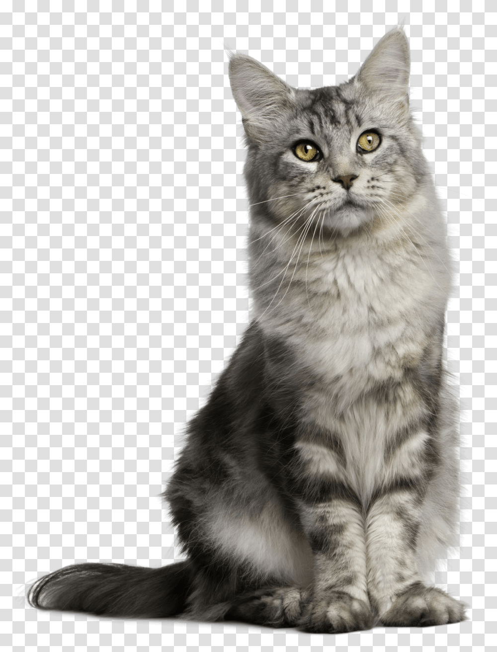 Pet Sitting Feral Cat Dog Sitting Cat Background, Manx, Mammal, Animal, Abyssinian Transparent Png