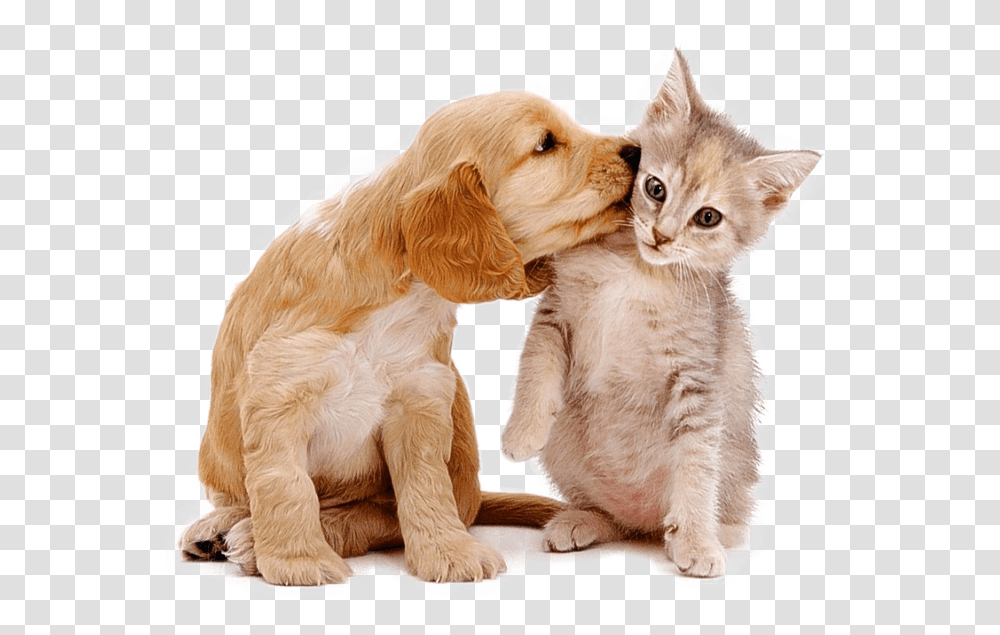 Pet Sitting Pet Sitter Prices Cleveland Oh Cat And Dog Cute, Canine, Animal, Mammal, Puppy Transparent Png