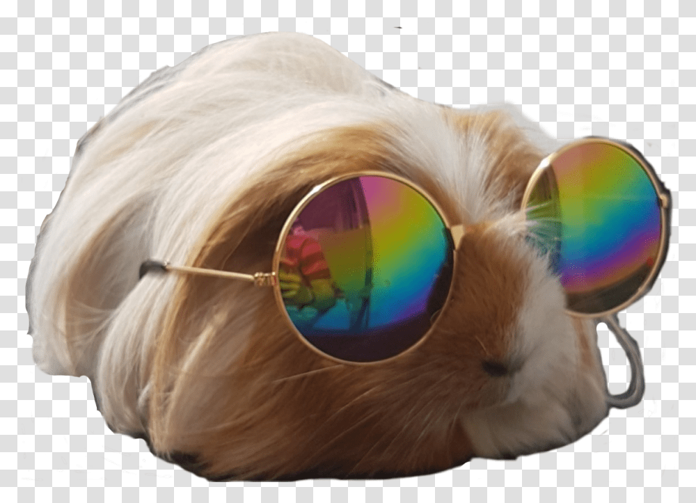 Pet, Sunglasses, Accessories, Accessory, Person Transparent Png