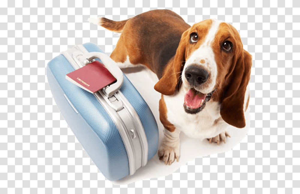 Pet Travel, Hound, Dog, Canine, Animal Transparent Png