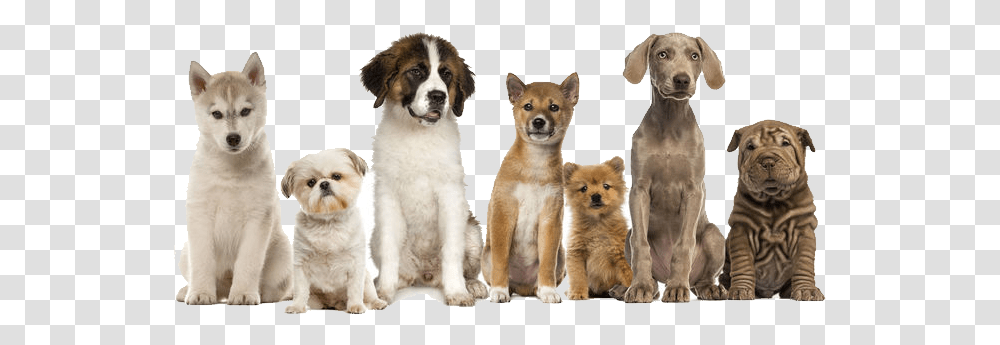 Pet Waste Removal Dogs In A Row, Tiger, Mammal, Animal, Canine Transparent Png