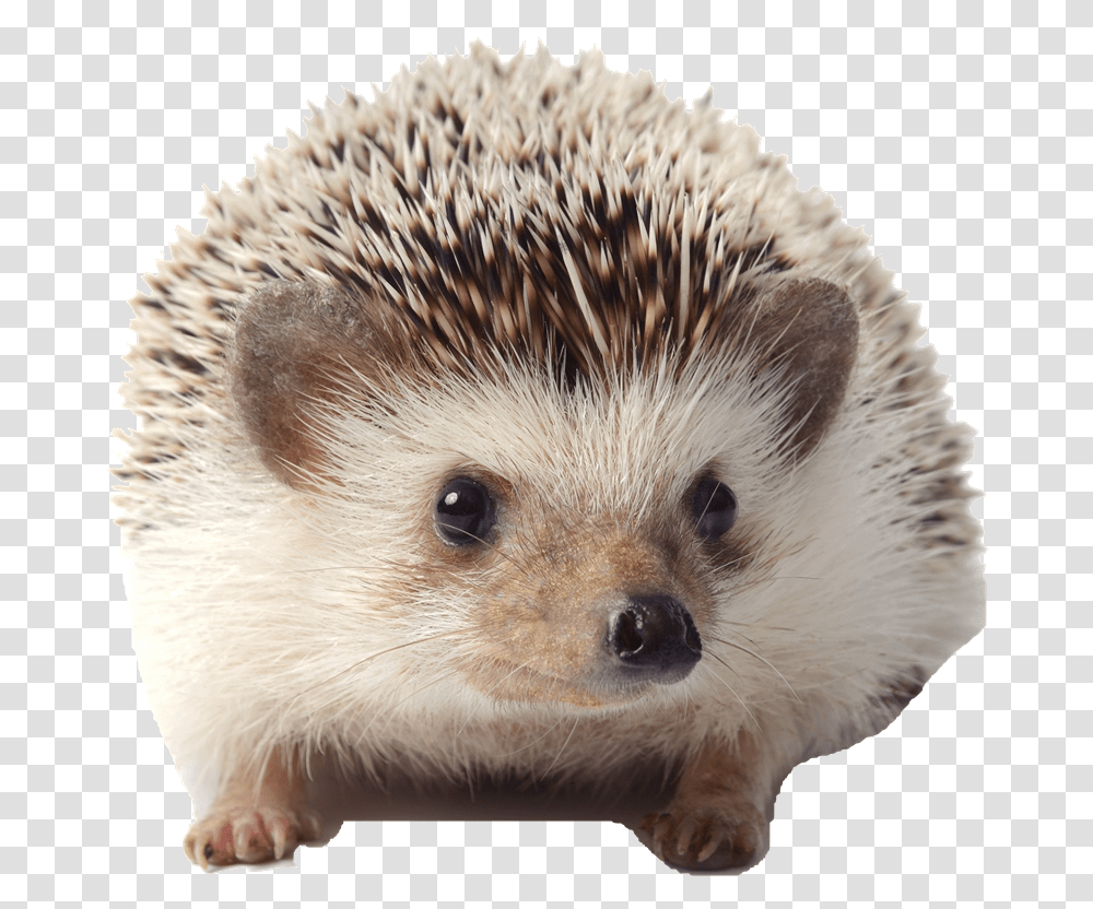 Pet White Bellied Hedgehog, Mammal, Animal, Rat, Rodent Transparent Png