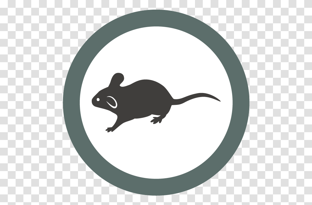 Peta Black Rat, Mammal, Animal, Rodent Transparent Png