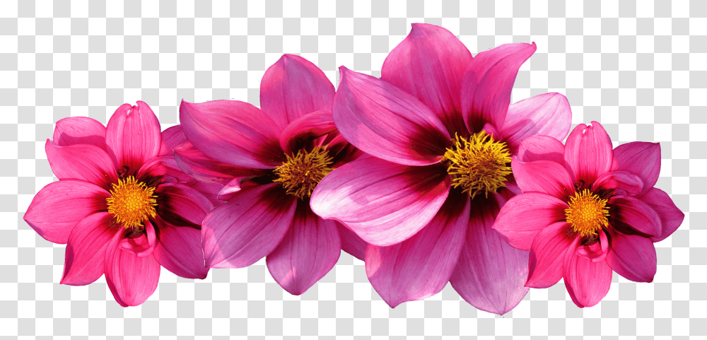 Petal Drawing Different Flower Hot Pink Flowers, Plant, Dahlia, Pollen, Anther Transparent Png